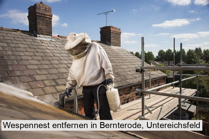 Wespennest entfernen in Bernterode, Untereichsfeld